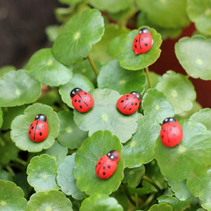 Mini Ladybird Red